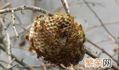 野蜂窝怎么处理才能吃 野蜂窝的做法