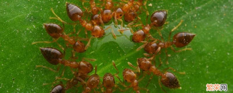 小红蚂蚁用什么可以彻底消灭 如何杀灭小红蚂蚁