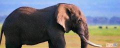 非洲象和印度象的区别 非洲象亚洲象有什么区别