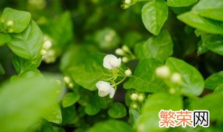 茉莉花什么时候修剪枝 茉莉花何时剪枝最好