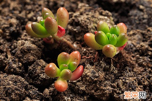 多肉植物怎么养 养多肉植物的窍门