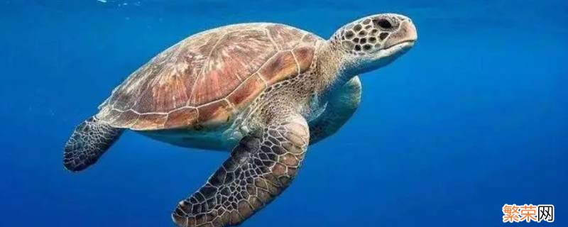 海龟能把头缩进壳里吗 海龟的头可以缩进去吗