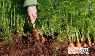 家里种菜多久施肥一次 种蔬菜农家肥多久施一次