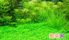 鱼缸水草怎么养 如何正确在鱼缸养水草