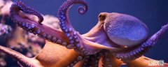 巨型章鱼有多大 巨型章鱼有多大?