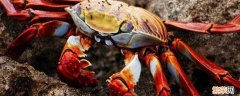 螃蟹需要蒸多少分钟 螃蟹需要蒸多少分钟才能蒸熟