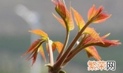 香椿树几月份修剪树枝最好 香椿树什么季节剪枝好