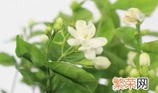 茉莉花开完花用剪枝吗 茉莉开花后如何剪枝