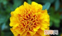 代表友谊的花送什么 代表友谊的花是什么