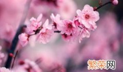 腊梅花需要修剪吗 腊梅花什么时候剪枝