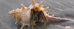 躲在壳里的螃蟹叫什么 躲在贝壳里的是什么蟹