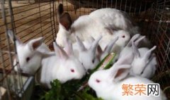 家庭养兔子的方法 家庭养兔子的方法有哪些
