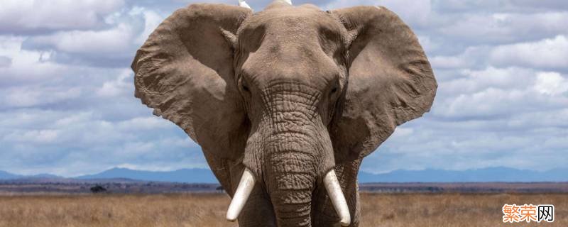 大象欺负犀牛河马 大象为何总杀犀牛河马