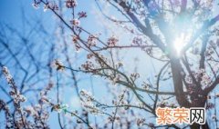 梅花要在什么时候修剪最合适 梅花什么时候修剪怎么修剪