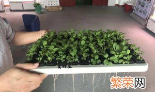 植物营养液怎么配置 植物营养液如何配置