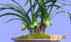 香水兰花怎么养 香水兰花养植技巧