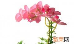 家里面种什么植物好 家里适合种植什么植物