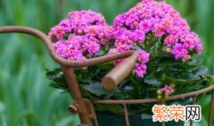 8月开什么花 8月有哪些花开