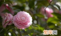 7月开什么花 7月开哪些花