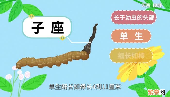 虫草是什么吃虫草有什么禁忌