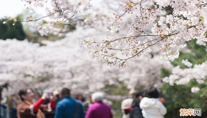 赤峰市春季赏花去哪里 推荐赤峰市春季赏花好去处