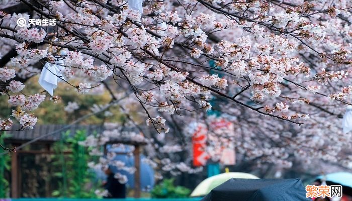 赤峰市春季赏花去哪里 推荐赤峰市春季赏花好去处