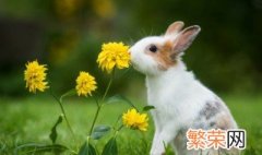 春天养兔的注意事项 养兔子要注意的事项