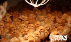 小鸡孵化成功后如何处理 小鸡棚如何消毒