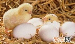 小鸡孵化以后如何处理 这个时候需要怎么照顾小鸡