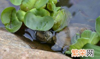 绿水怎么养鱼 绿水怎么养