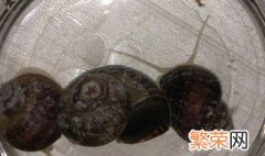 水蜗牛怎么养 水蜗牛怎么养殖