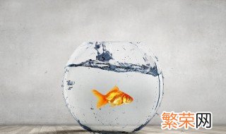 小鱼缸养金鱼怎么换水 养金鱼怎么换水