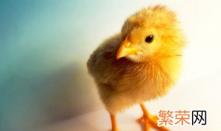 刚出生的小鸡怎么喂养提高存活率视频 刚出生的小鸡怎么喂养