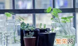 如何养多肉植物浇水 多肉植物怎么养浇水