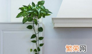 适合室内盆栽大叶子植物都有哪些花 适合室内盆栽大叶子植物都有哪些