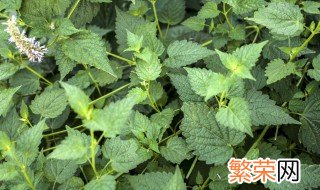 藿香怎么种植盆栽 盆栽藿香种植方法是什么