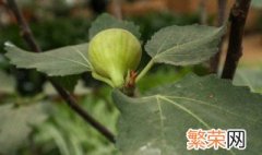 怎么盆栽种植无花果 盆栽无花果树怎么种植