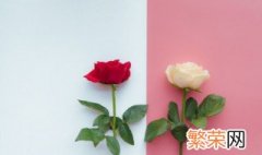 两朵玫瑰代表什么 两朵玫瑰的含义
