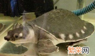 鱼和猪鼻龟可以混养吗 第一次养动物的来看看