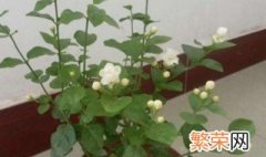 盆栽茉莉冬季怎样过冬 茉莉冬天怎么养才能安全过冬?