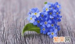 勿忘我花好吗 勿忘我需要醒花吗