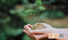 室内种植茴香怎么种 阳台茴香的种植方法