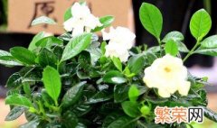 栀子花养殖方法 枙子花的养殖方法介绍