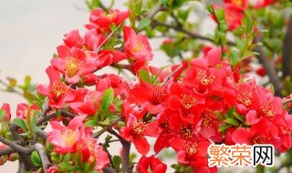 夏季海棠花的养殖方法 夏季海棠花的养殖方法介绍