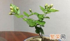 漂香膝花怎样换盆 这花长得可漂亮了