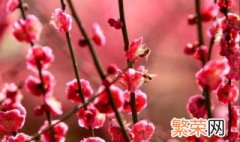 命犯桃花是什么意思 命犯桃花释义