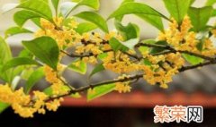 家里种桂花树好吗 家里种桂花树好