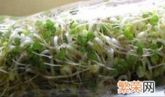 家里怎样种豆芽 方法告诉你