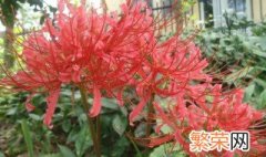 彼岸花室内栽植好吗 彼岸花室内种植合适吗