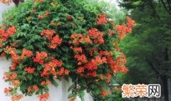 家里种什么爬藤植物好 这八种植物好养又好看